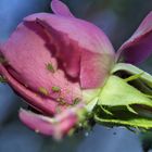 Königin der Blumen in Gefahr