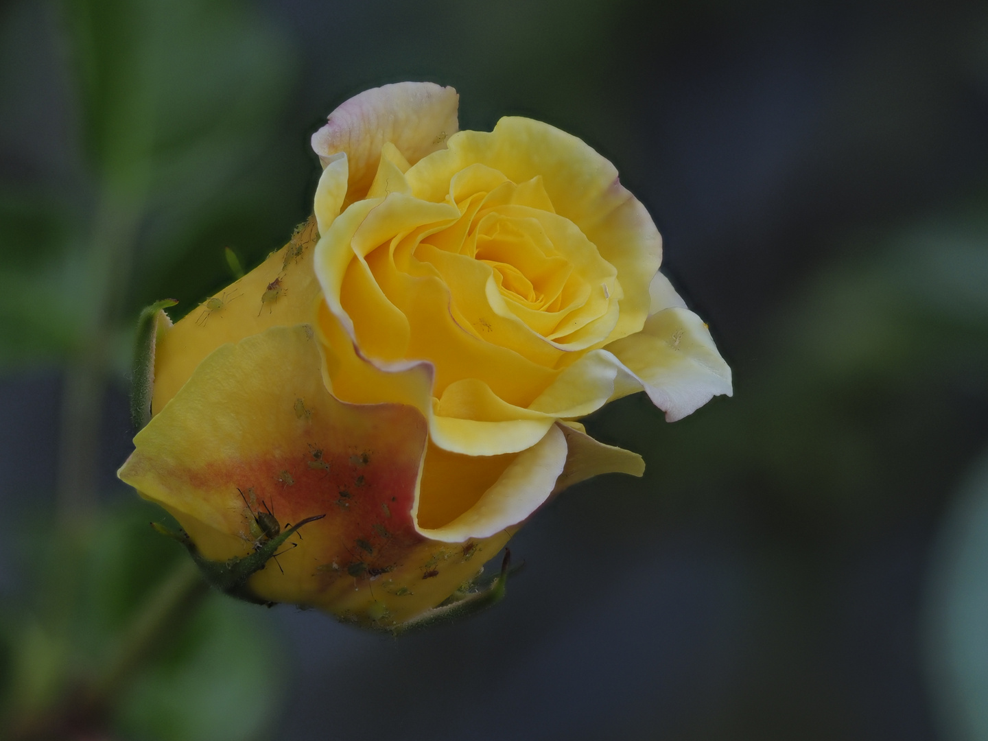 Königin der Blumen in Gefahr