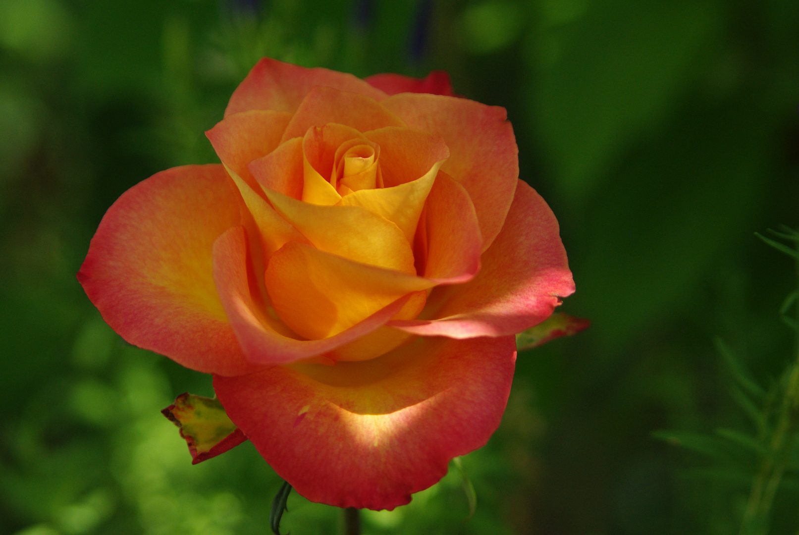 Königin der Blumen - Rose