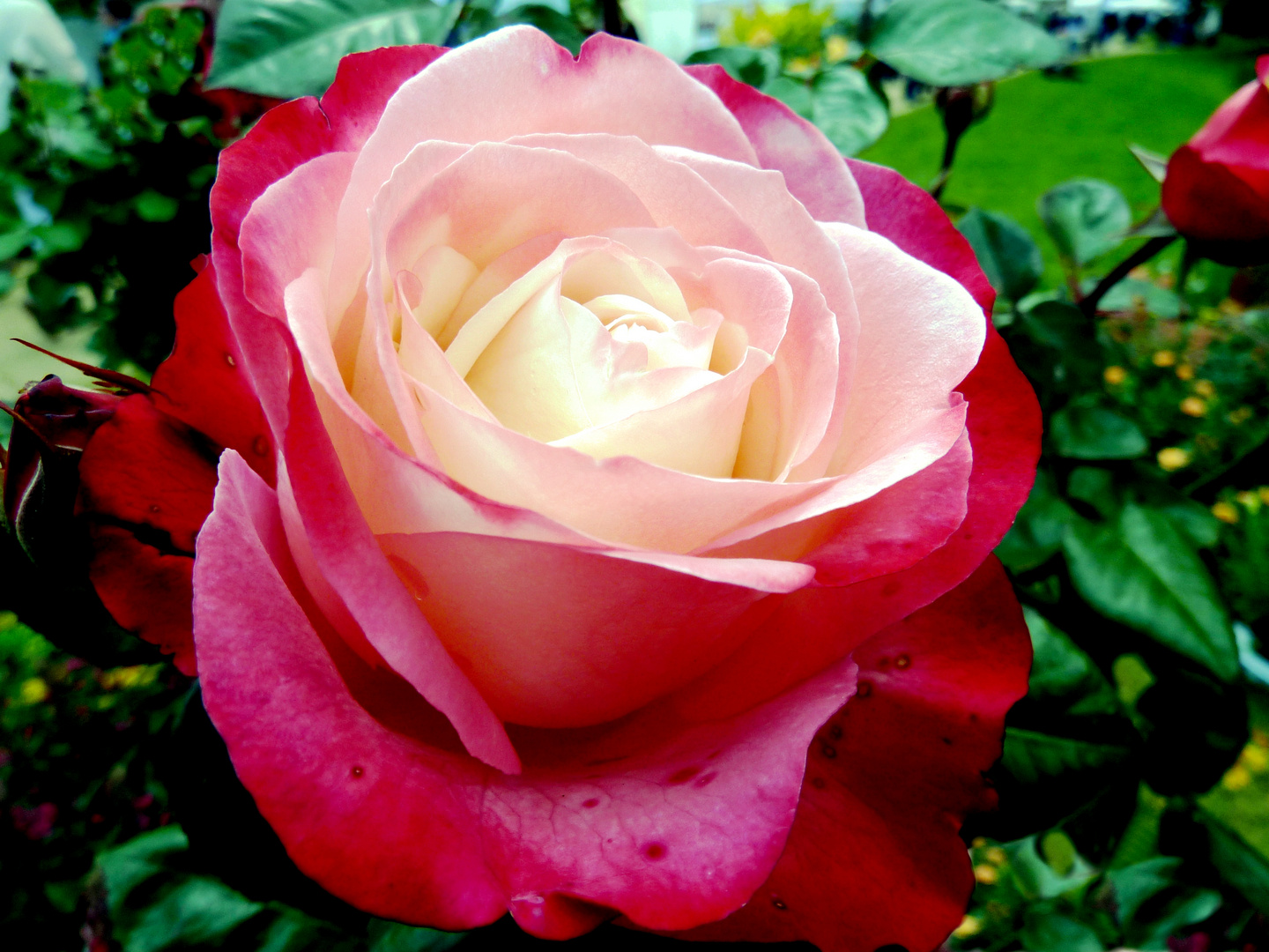 Königin der Blumen - wunderschöne Rosenblüte