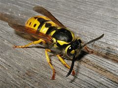 Königin der Deutschen Wespe (Paravespula germanica) beim Holzraspeln . . .