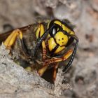 Königin der Deutschen Wespe (Vespula germanica) nach dem Erwachen aus dem Winterschlaf