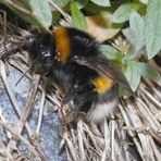 Königin der Dunklen Erdhummel (Bombus terrestris) mit Milbenbefall