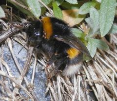 Königin der Dunklen Erdhummel (Bombus terrestris) mit Milbenbefall