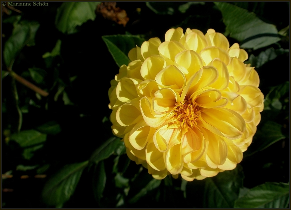 Königin der Herbstblumen ...