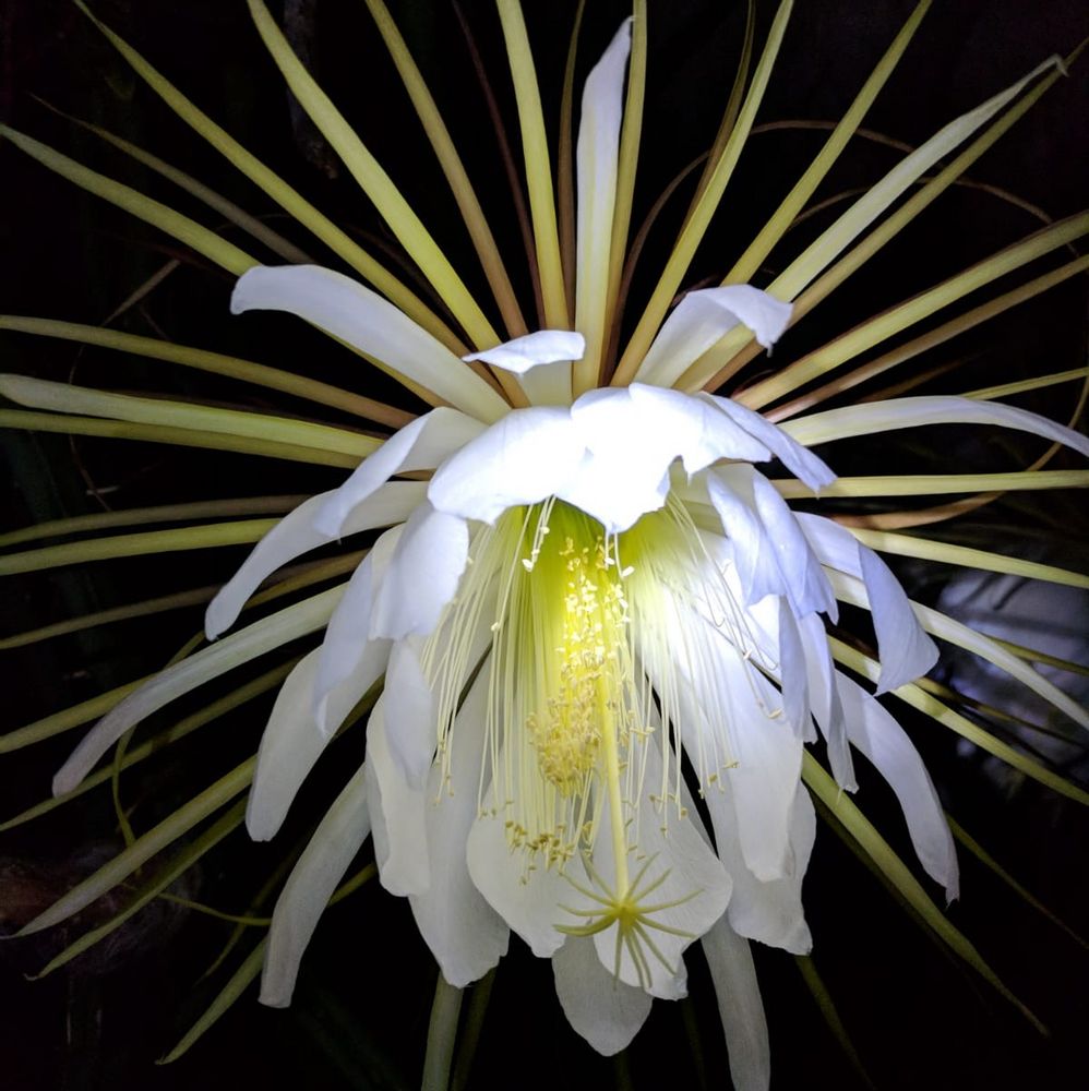 Königin der Nacht Foto &amp; Bild natur Bilder auf