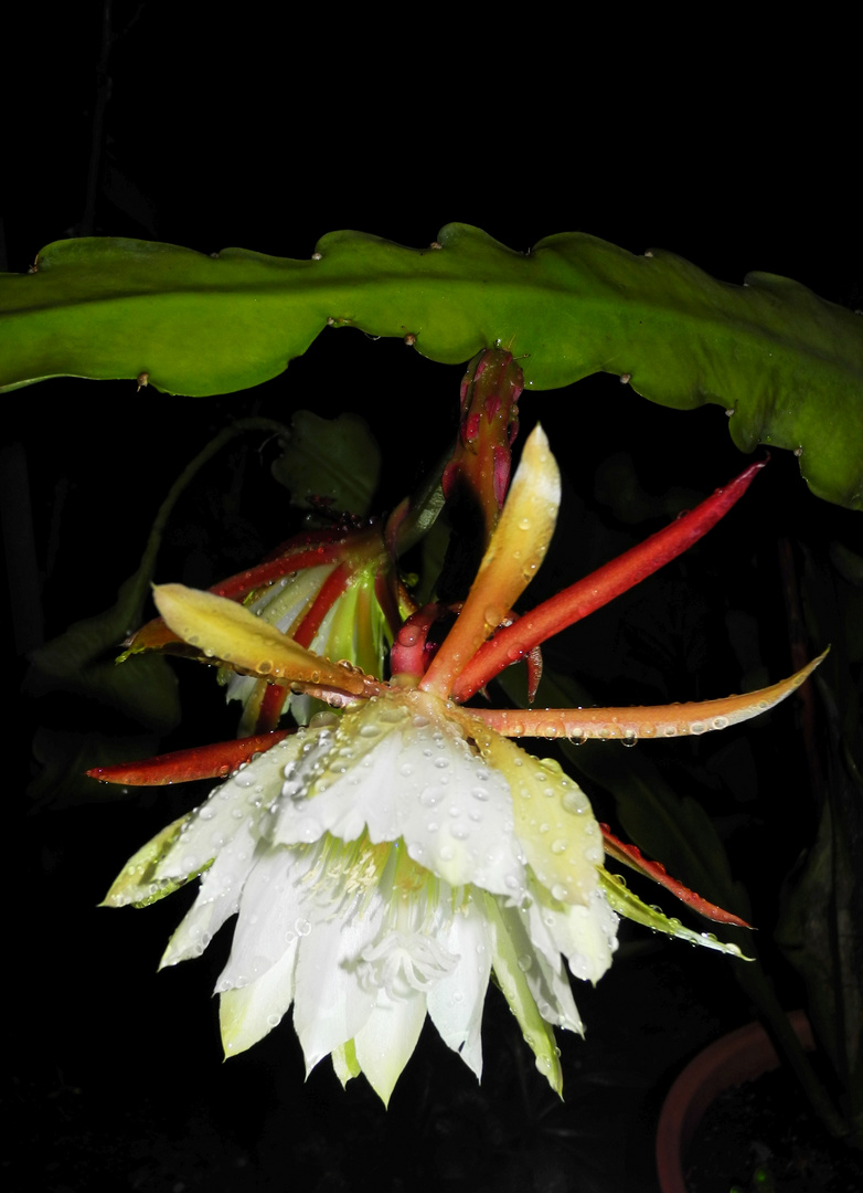 Königin der Nacht Foto & Bild pflanzen, pilze & flechten, kakteen