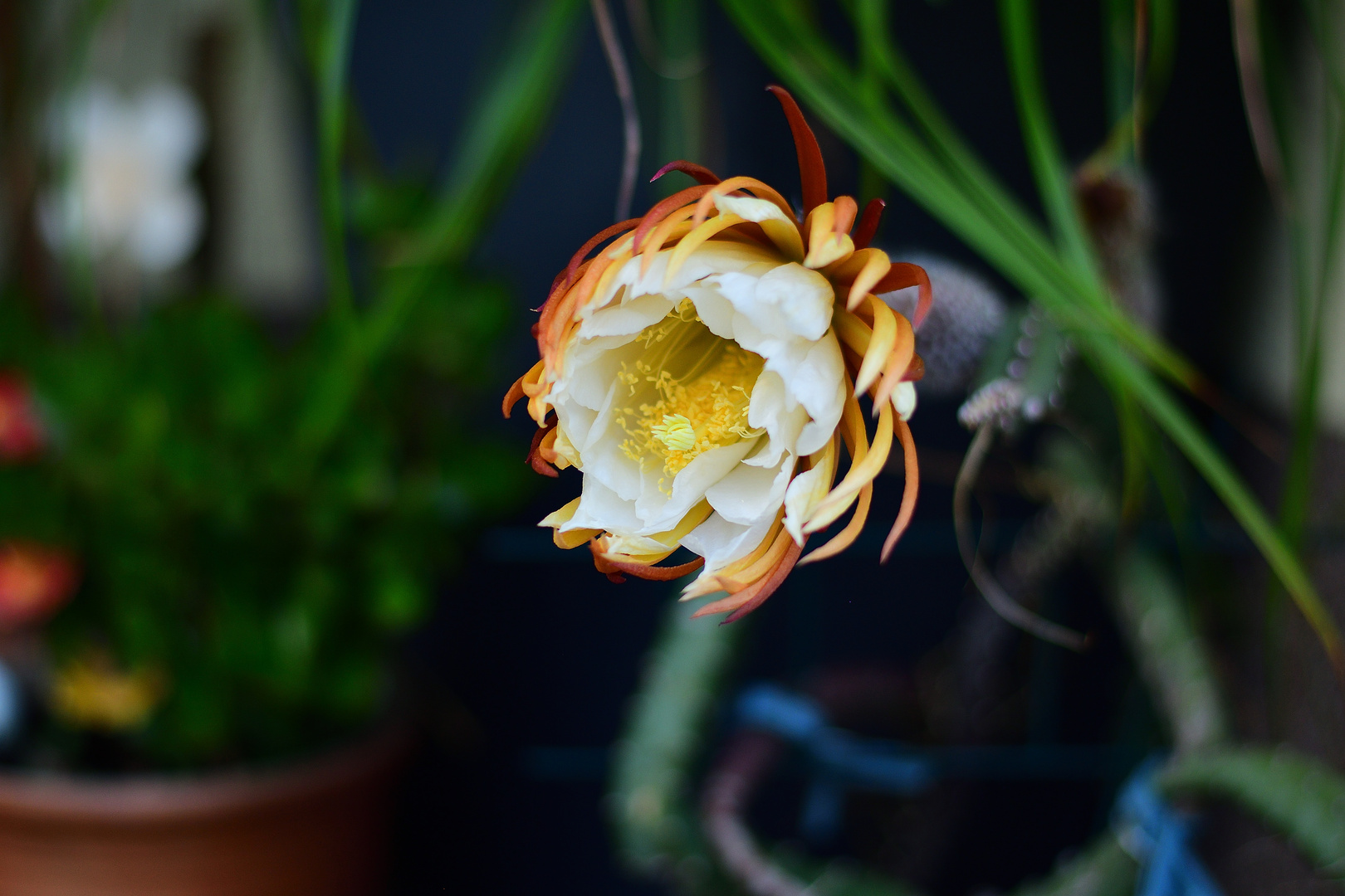 Königin der Nacht Foto & Bild pflanzen, pilze & flechten, motive