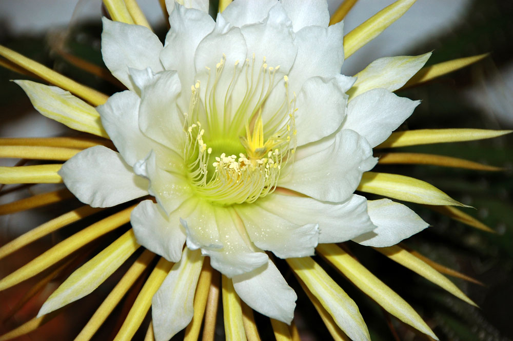 Königin der Nacht 3 von 3 Die Blüte (2330h) Foto & Bild pflanzen, pilze & flechten