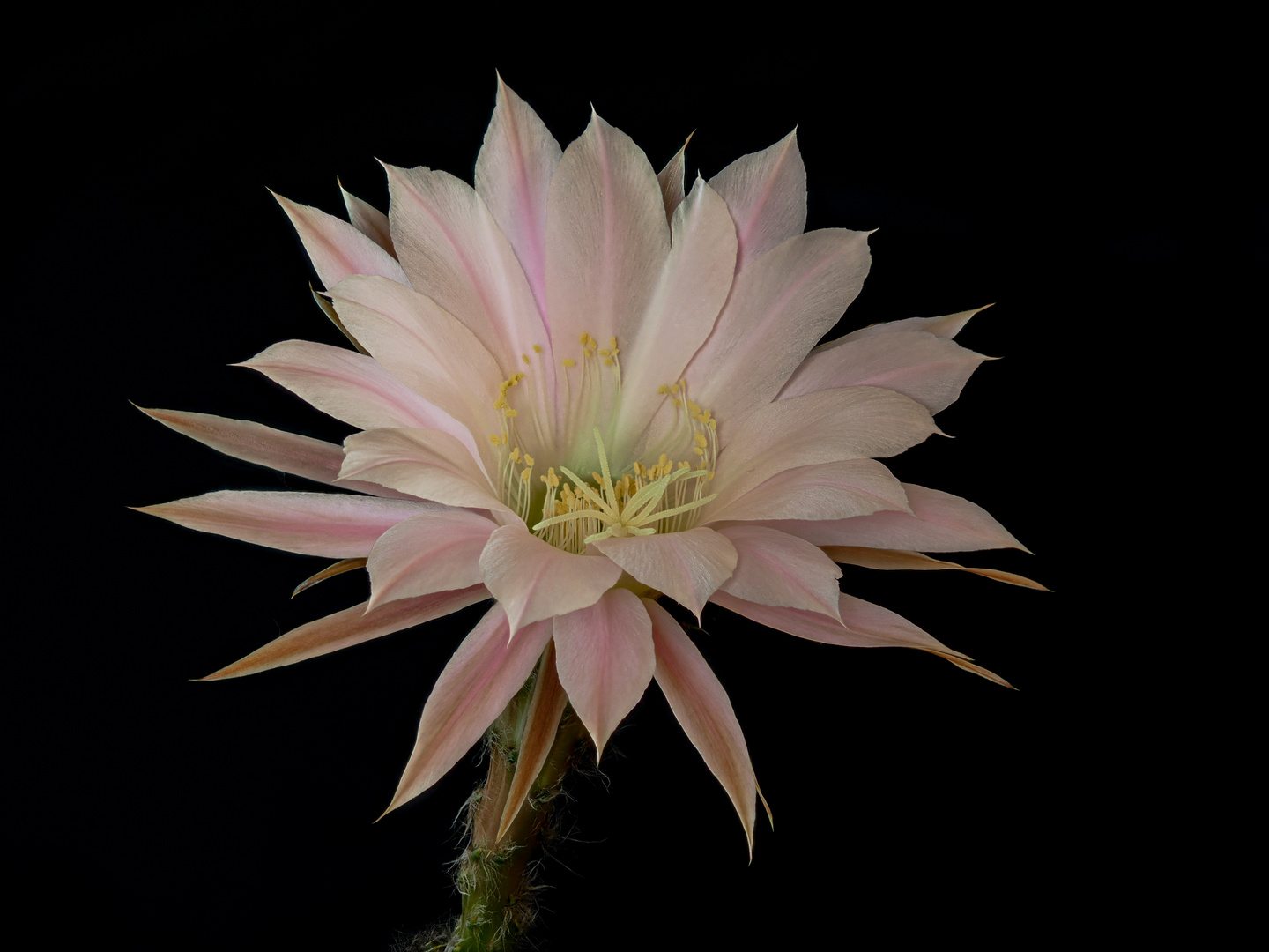 Königin der Nacht Foto & Bild makro, natur, pflanzen Bilder auf