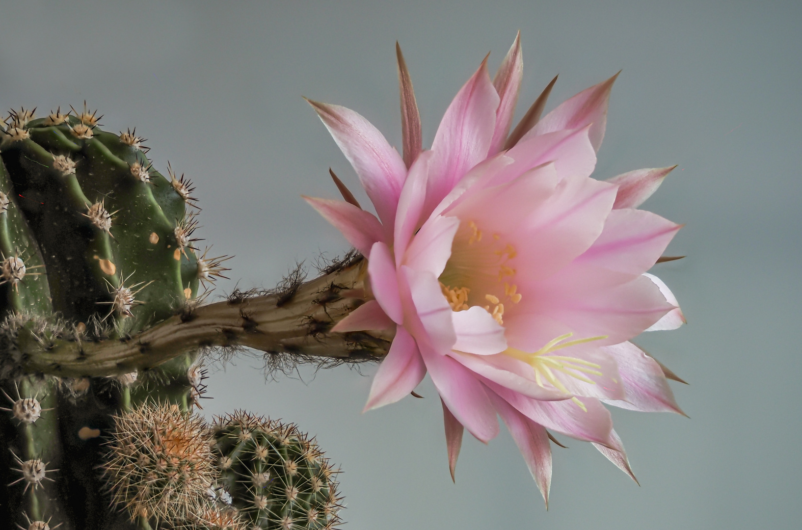 Königin der Nacht Foto & Bild pflanzen, pilze & flechten, naturmakros, kakteen & sukkulenten