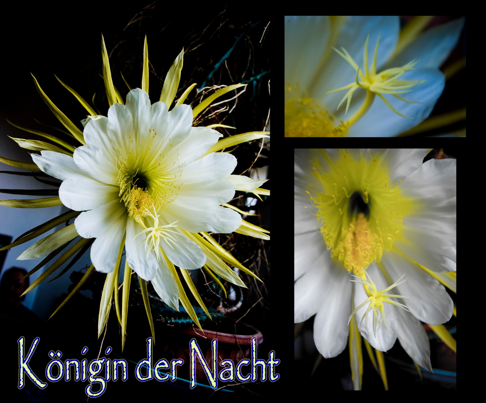 Königin der Nacht in voller Blüte