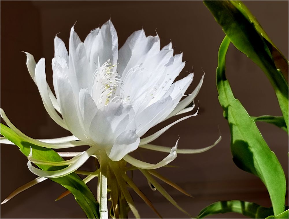 Königin der Nacht (Selenicereus grandiflorus) Foto & Bild pflanzen, blüten, kakteen Bilder auf