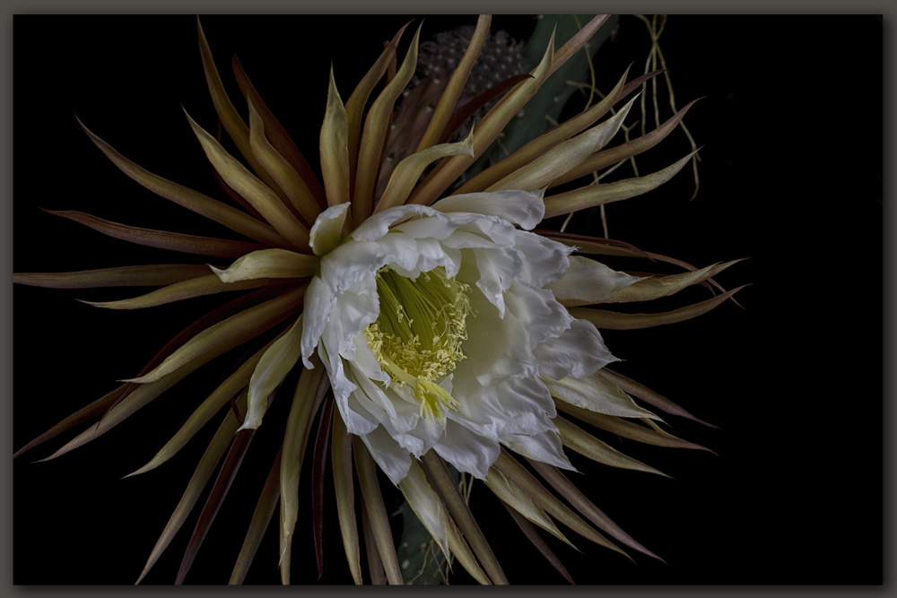 Königin der Nacht (selenicereus grandiflorus)...