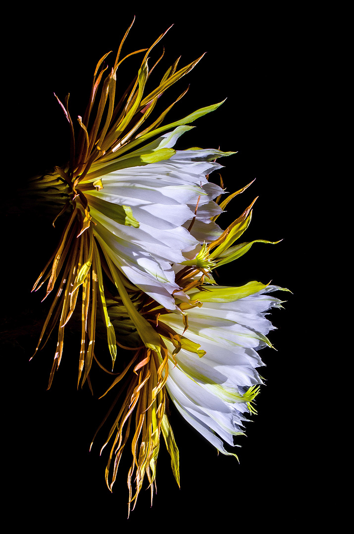 „Königin der Nacht“ (Selenicereus grandiflorus)_