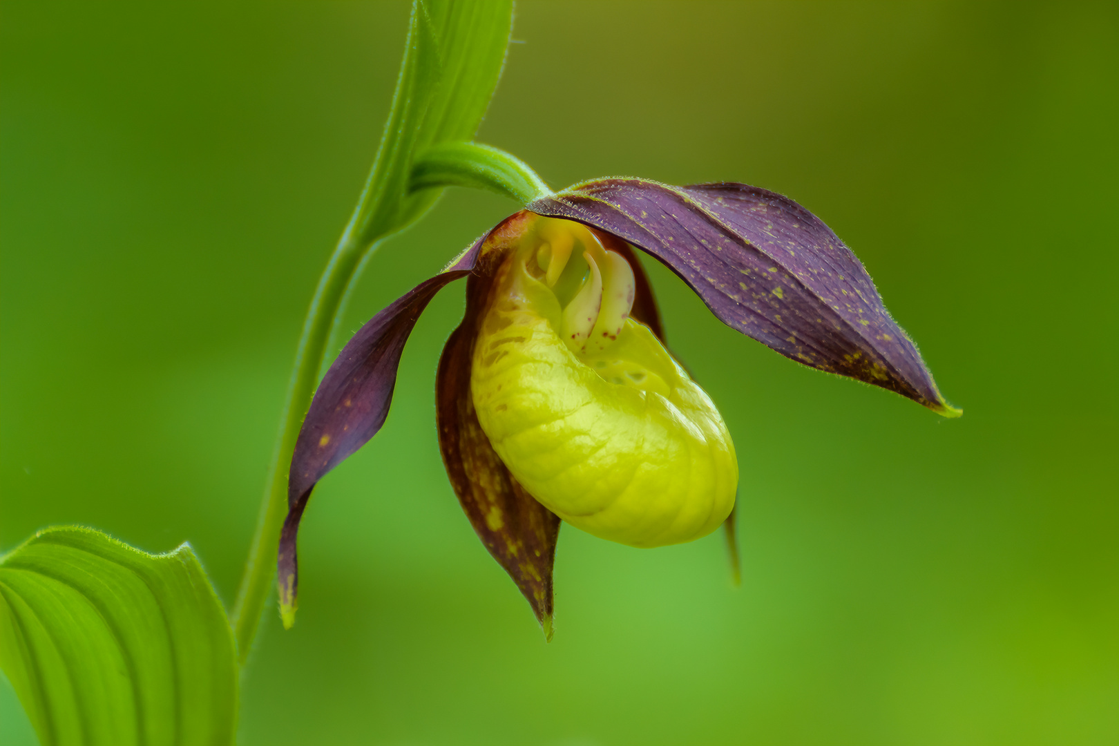 Königin der Orchideen 