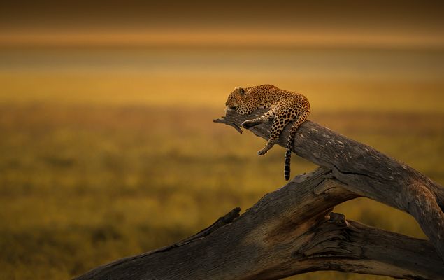 Königin der Savanne.