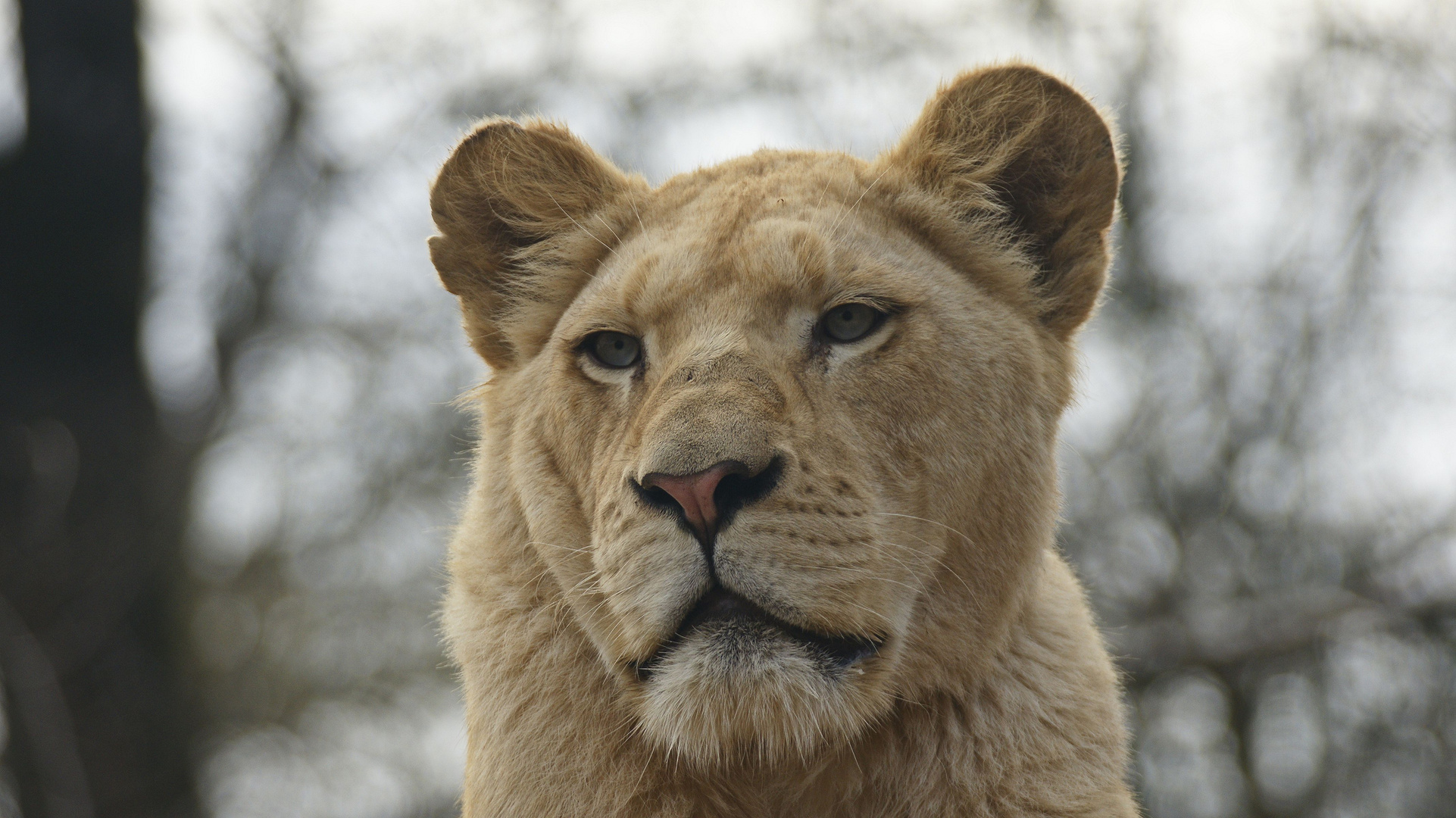 Königin der Tiere