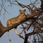 "Königin der Tiere" ganz cool