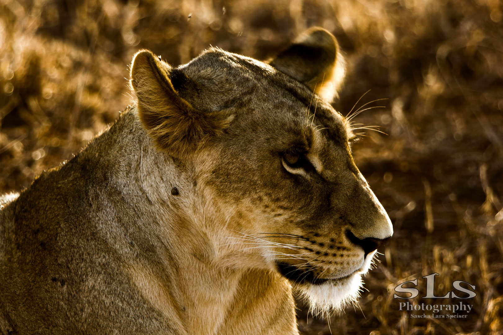 Königin der Tiere, Kenia