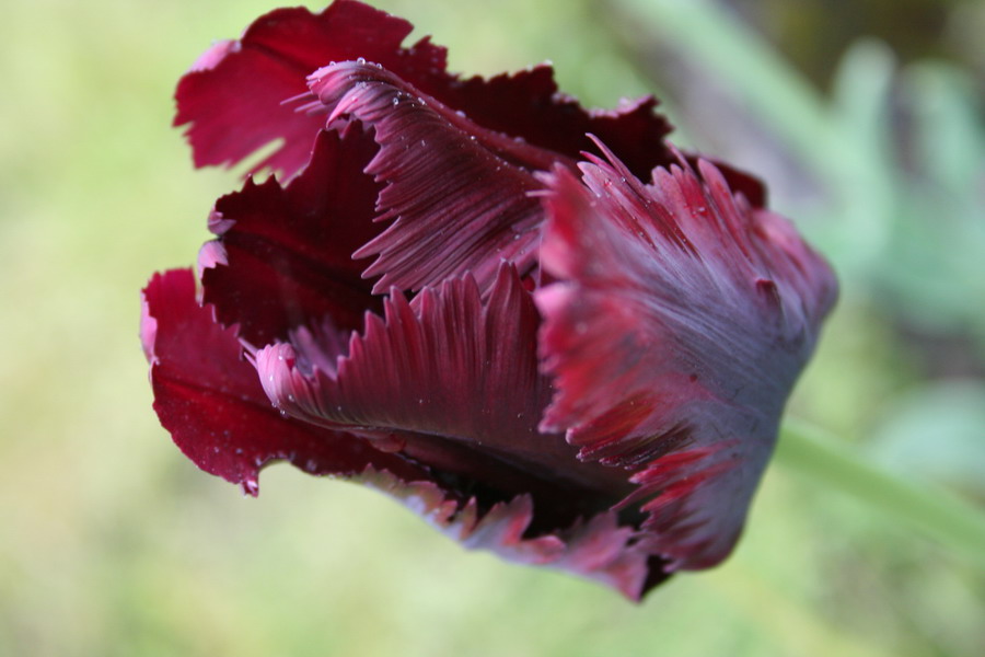 Königin der Tulpen