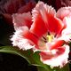 Knigin der Tulpen