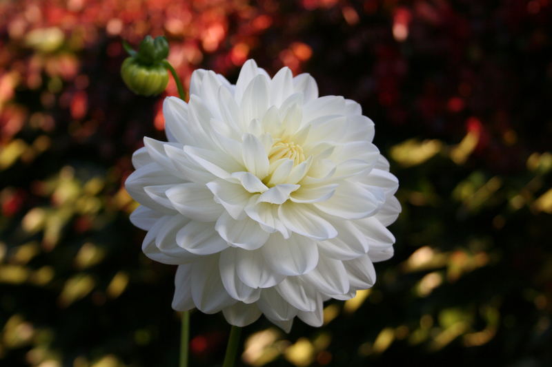 Königin des Herbstes