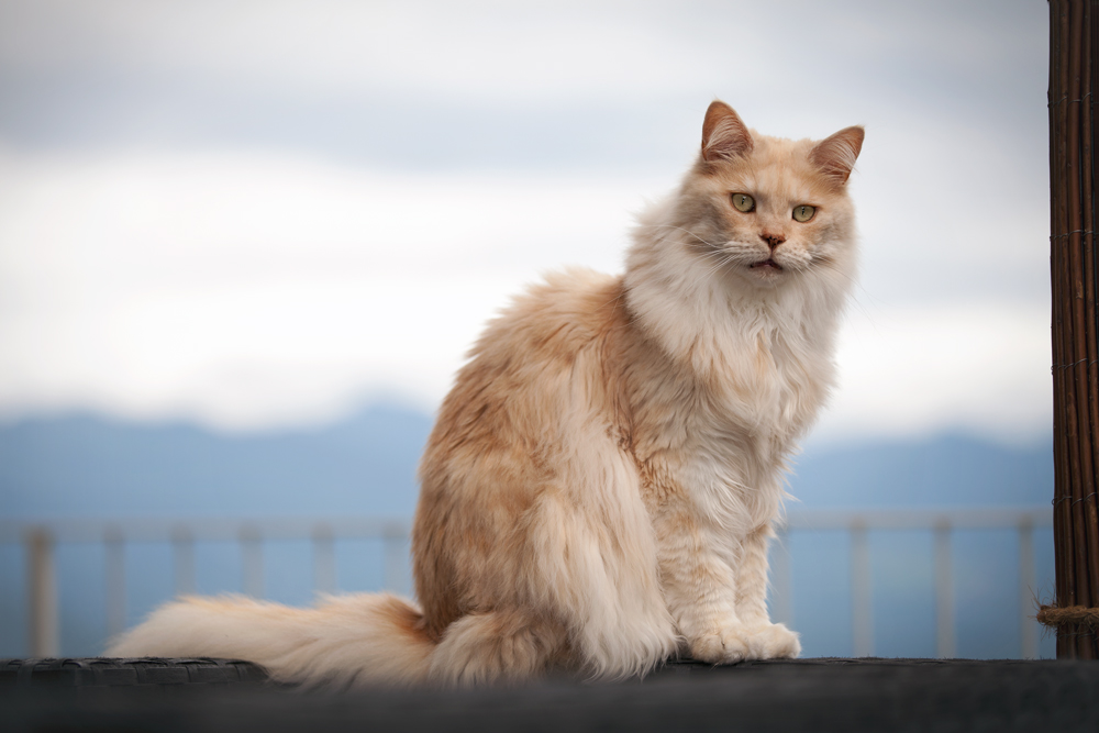 Königin Felina schaut nach dem Wetter*