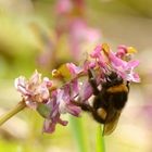 Königin - Gartenhummel