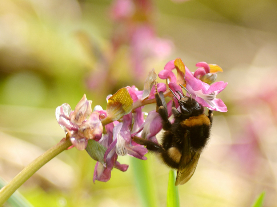 Königin - Gartenhummel