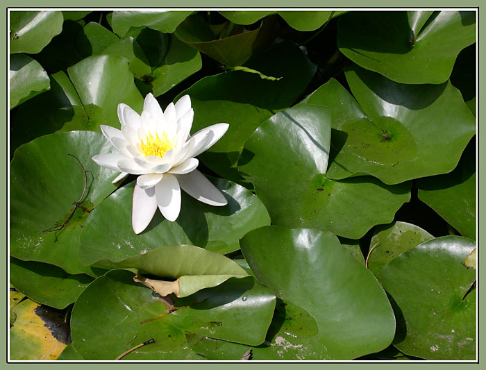 Königin im Teich von Peter Stirnimann