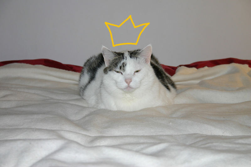 Königin Lotte thront in ihrem, ähh, meinem Bett...