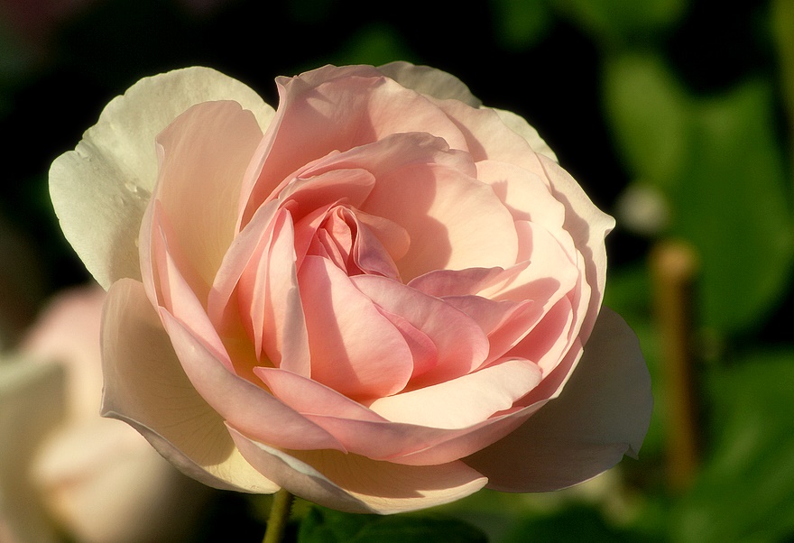 . . „Königin Rose“. .