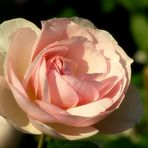 . . „Königin Rose“. .