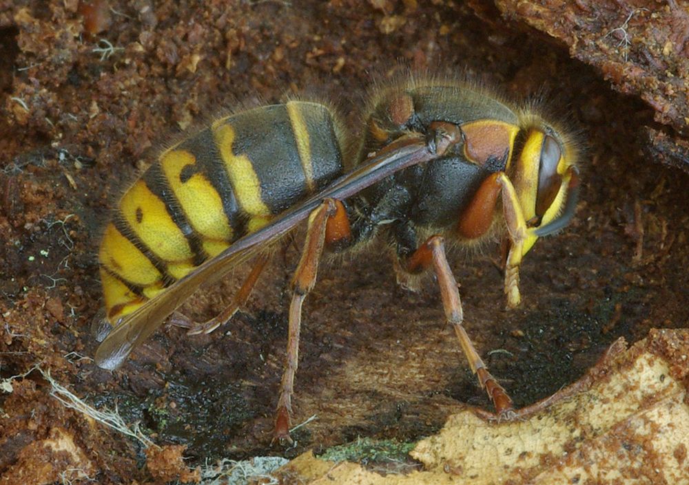 Königin unter Holz