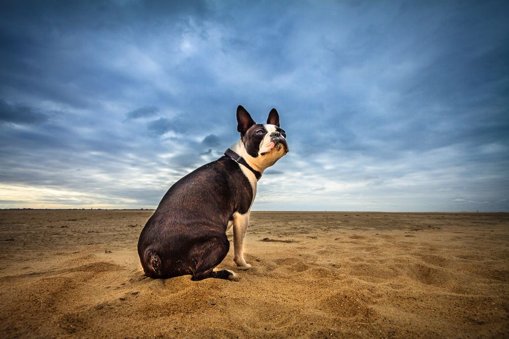 Königin vom Strand