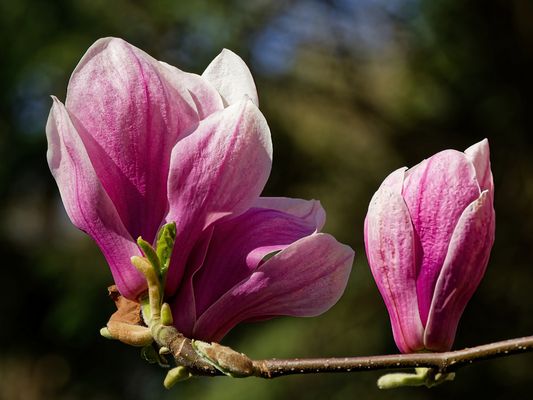 KÖNIGINNEN DES FRÜHLINGS