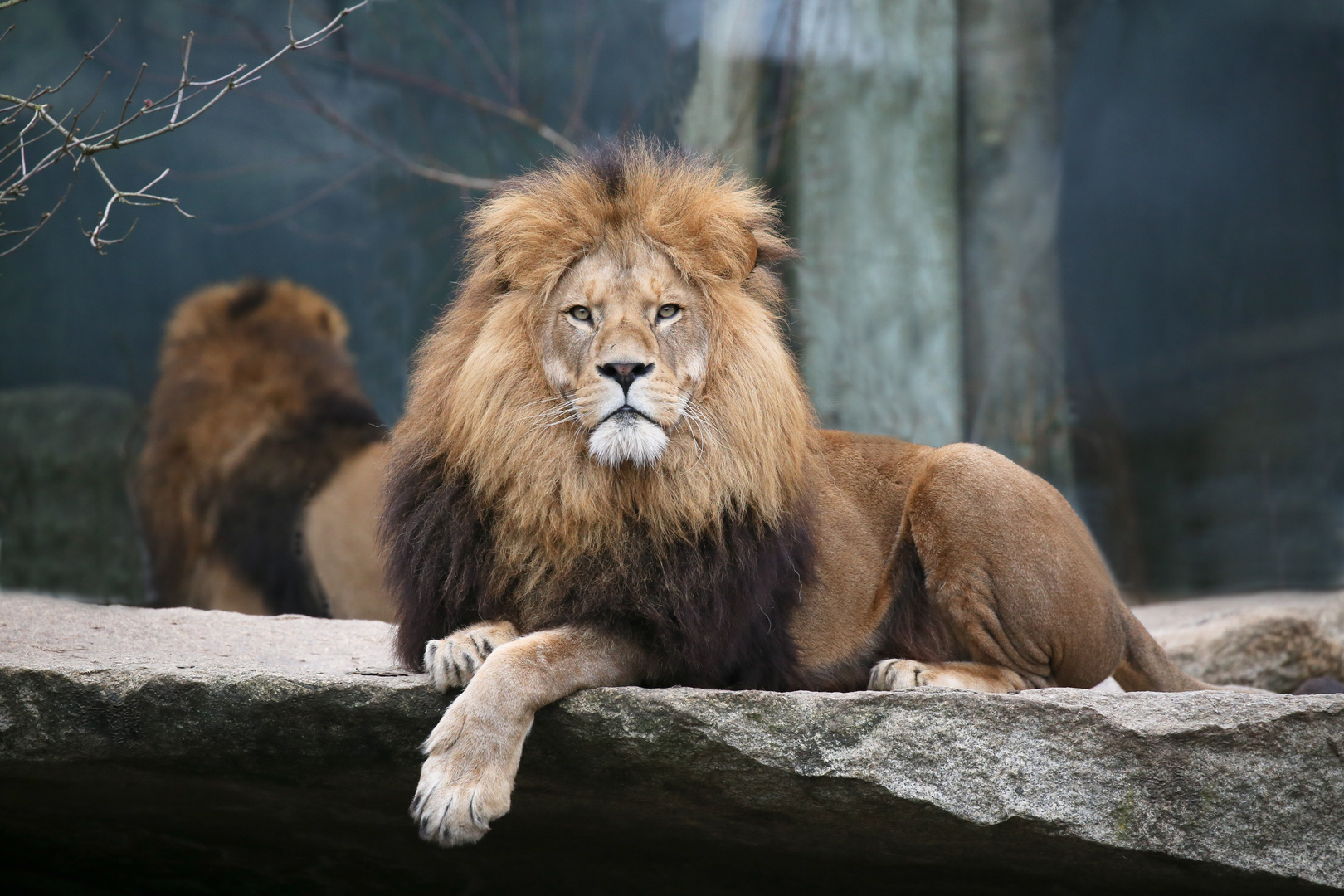 k-niglich-foto-bild-tiere-zoo-wildpark-falknerei-s-ugetiere