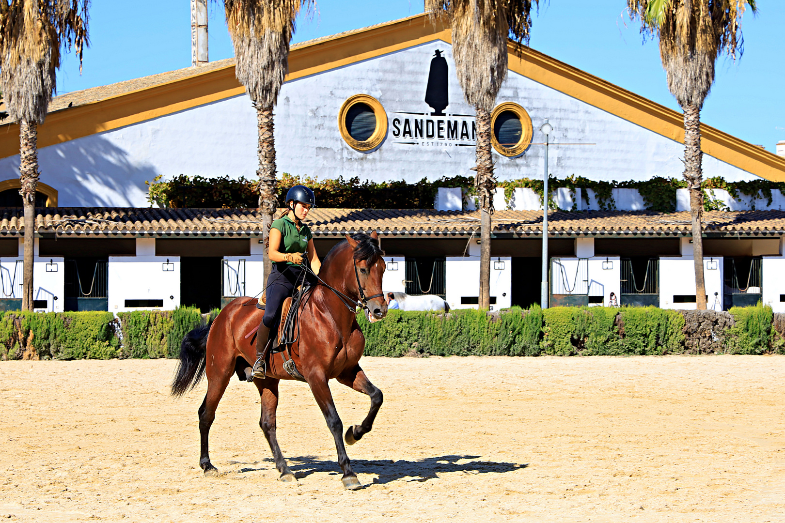 Königlich-Andalusische Reitschule -Training