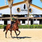 Königlich-Andalusische Reitschule -Training