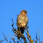 Königlich oder von oben herab