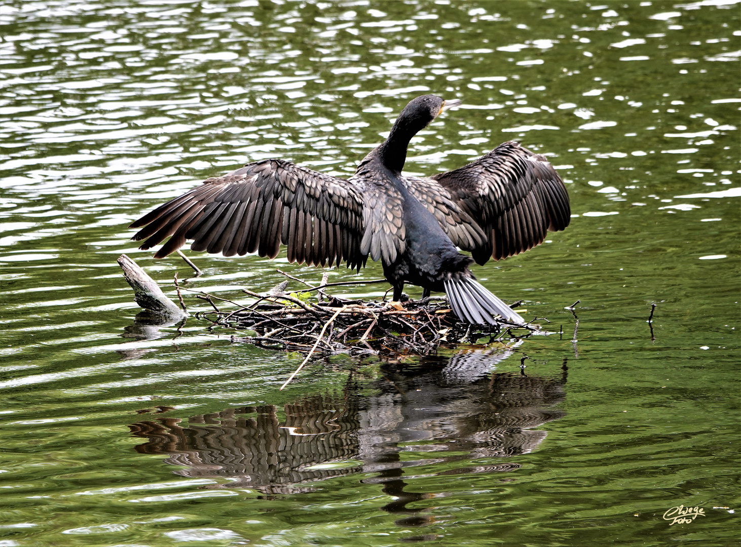 Königlich preußischer Schloss-Kormoran