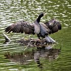 Königlich preußischer Schloss-Kormoran