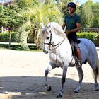 Königliche Andalusische Reitschule - Darbietungen