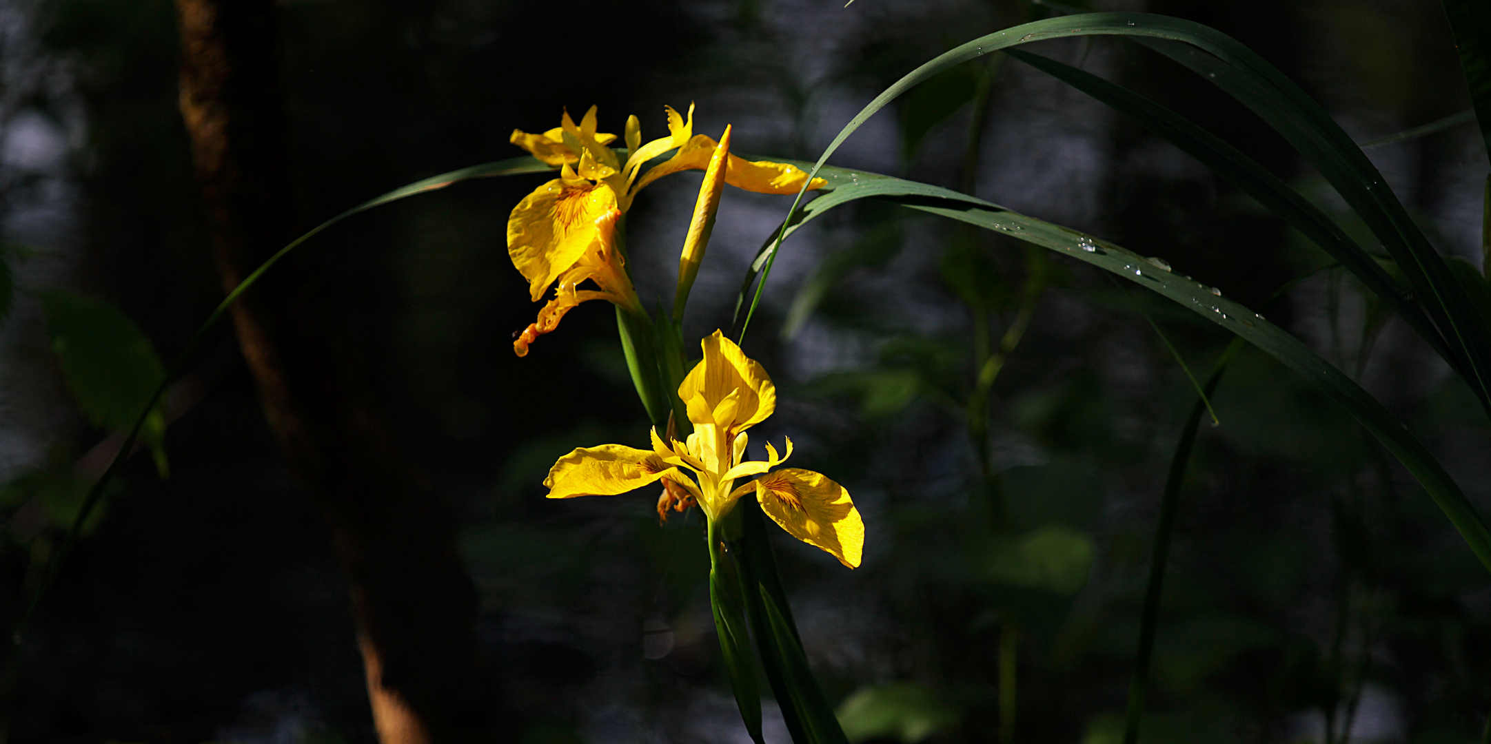 Königliche Blüte....