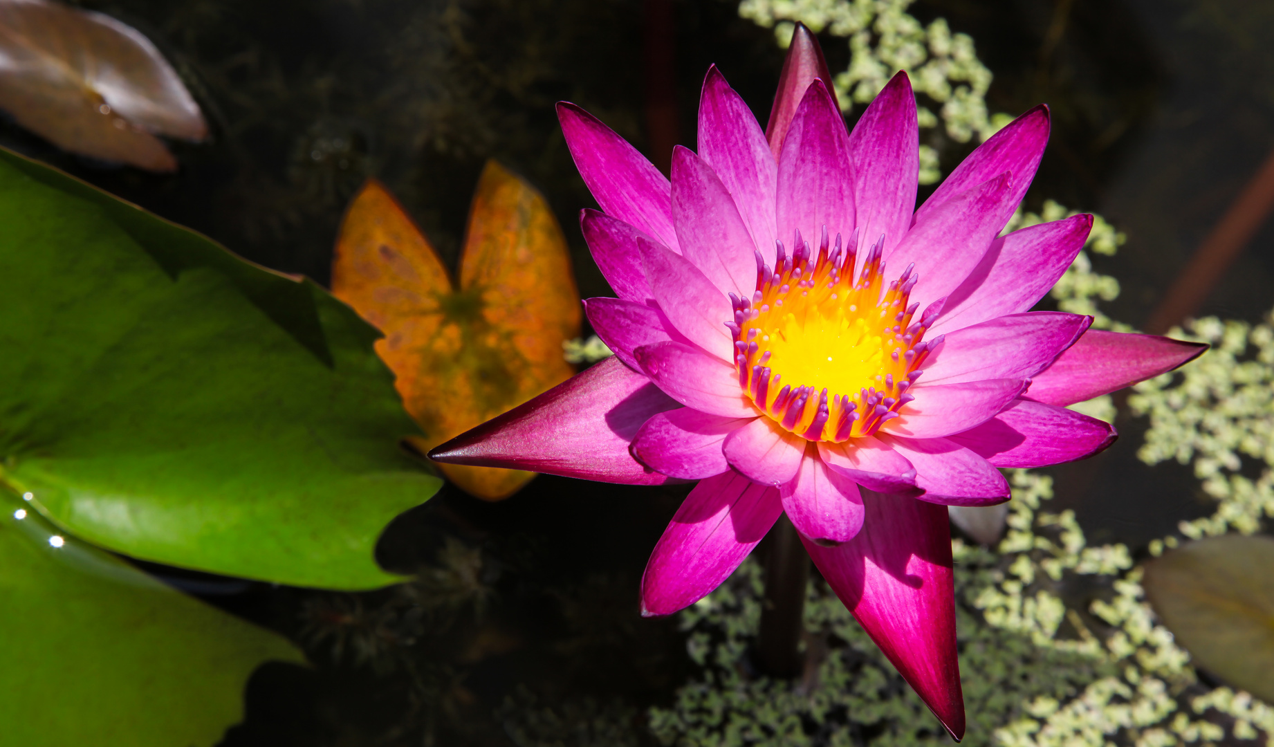 Königliche Blüten im Königstempel