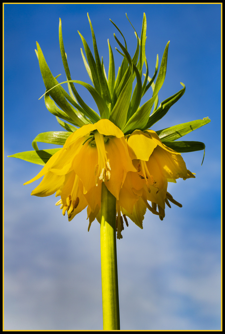 Königliche Kaiserkrone