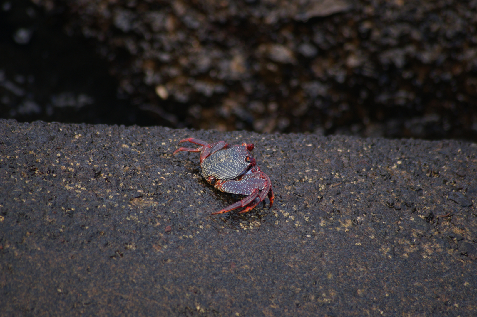 Königliche Krabbe