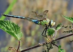 Königliche Libelle