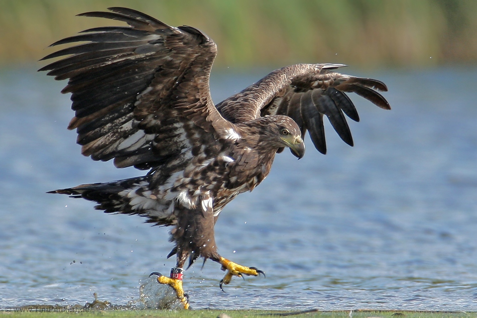 Königliche Schritte ( Seeadler ),